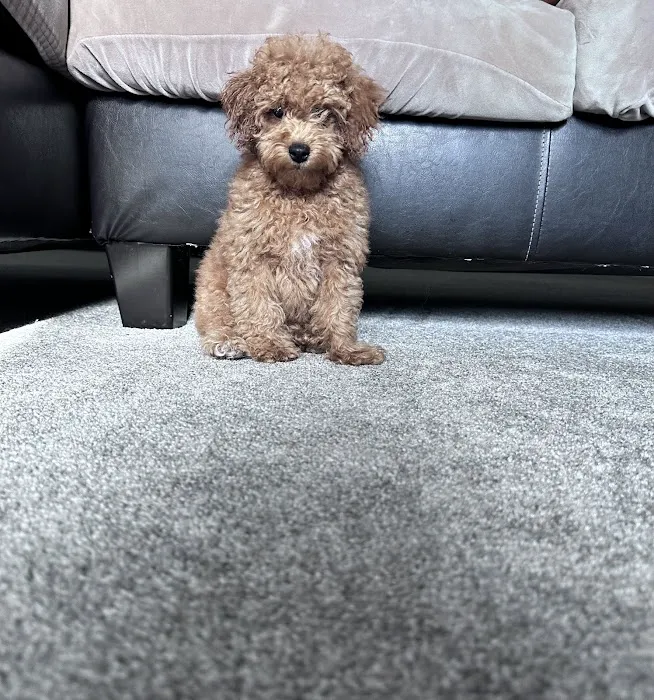 Superstar Puppies For Sale Raleigh Picture 4