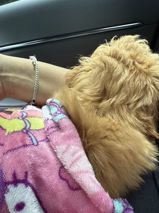 Superstar Puppies For Sale Raleigh Picture 2