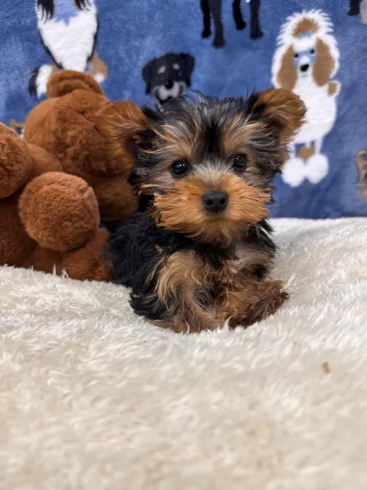 Superstar Puppies For Sale Raleigh Picture 7