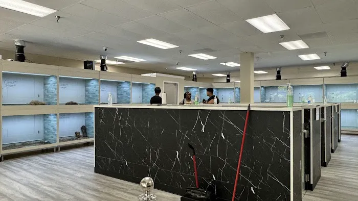 Superstar Puppies For Sale Raleigh Picture 8