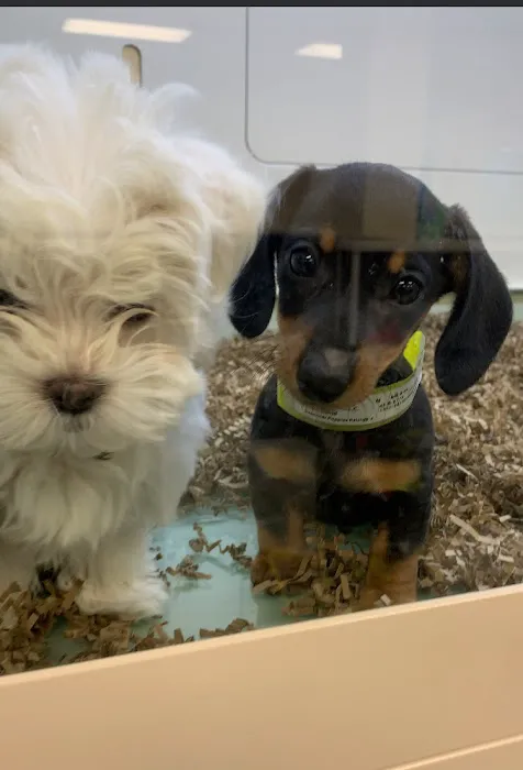 Superstar Puppies For Sale Raleigh Picture 5