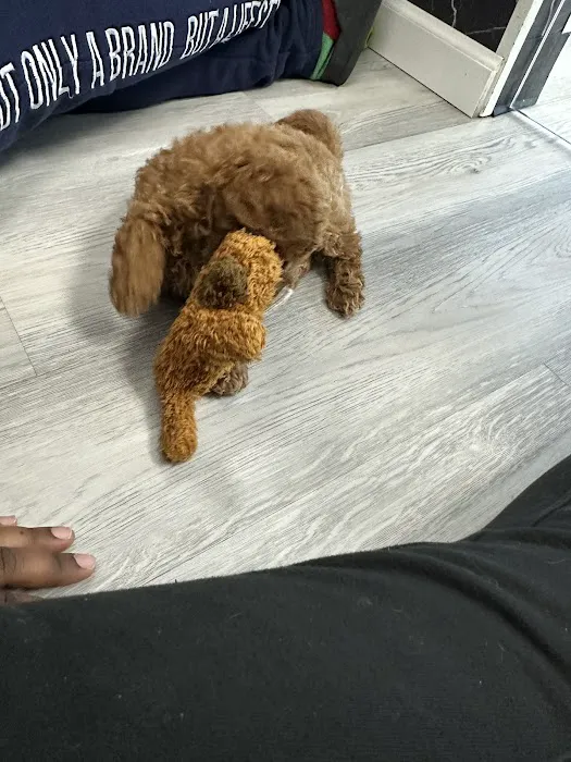 Superstar Puppies For Sale Raleigh Picture 9