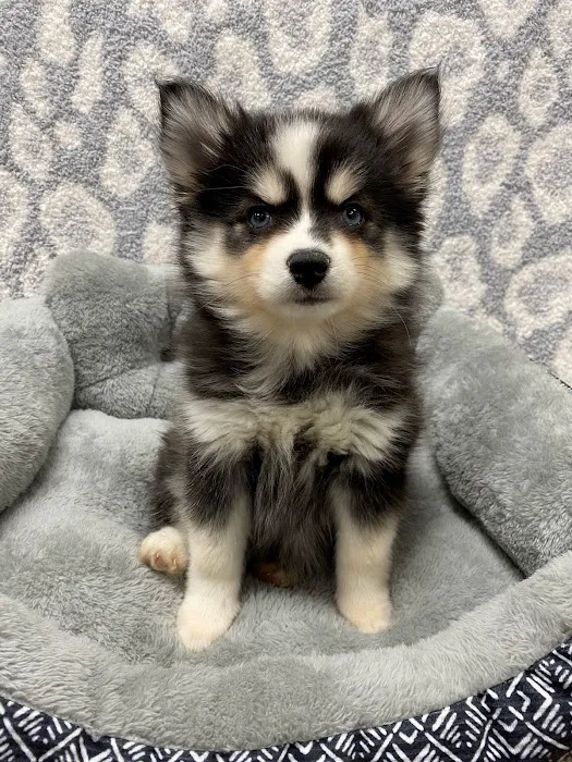 Superstar Puppies For Sale Raleigh Picture 10