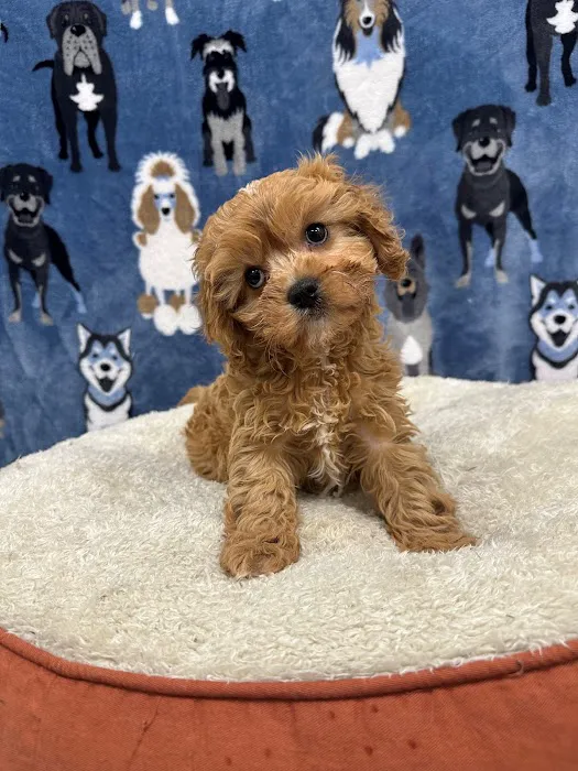 Superstar Puppies For Sale Raleigh Picture 6