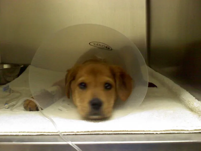 Edgebrook Animal Hospital Picture 10