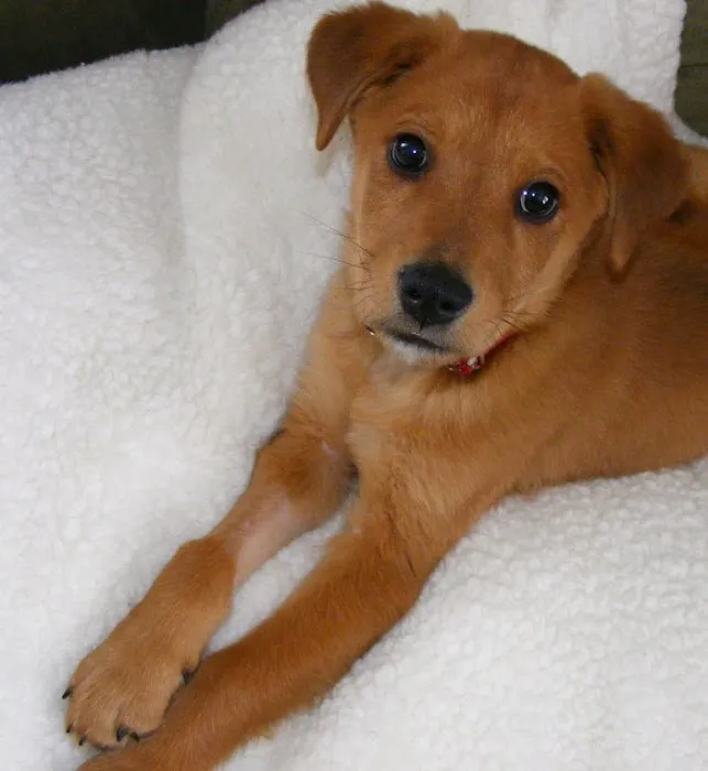 Edgebrook Animal Hospital Picture 9