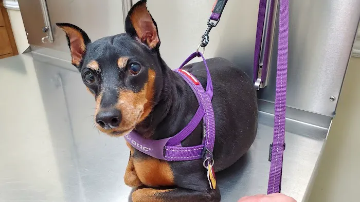 Edgebrook Animal Hospital Picture 2