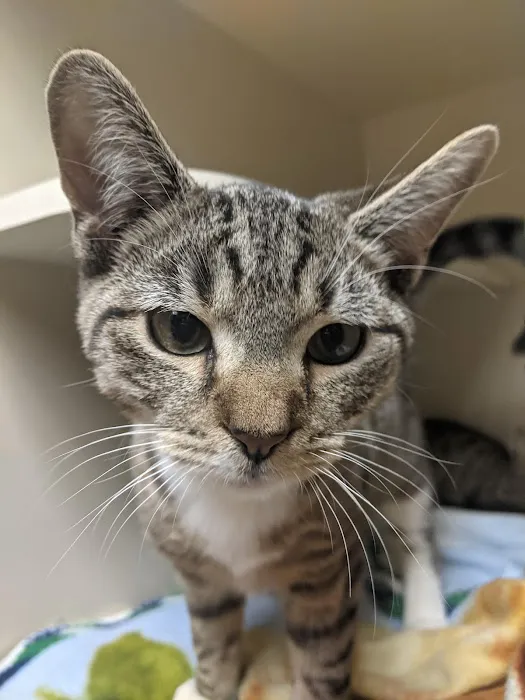 Edgebrook Animal Hospital Picture 1