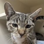 Edgebrook Animal Hospital