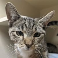 Edgebrook Animal Hospital ico