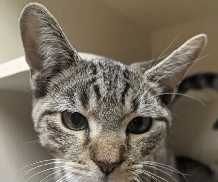 Edgebrook Animal Hospital