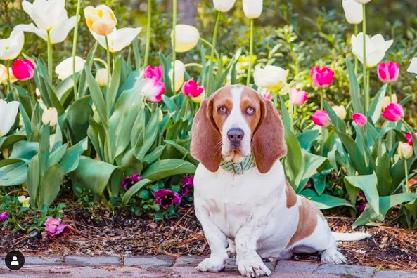 Mutt Stuff Picture 7