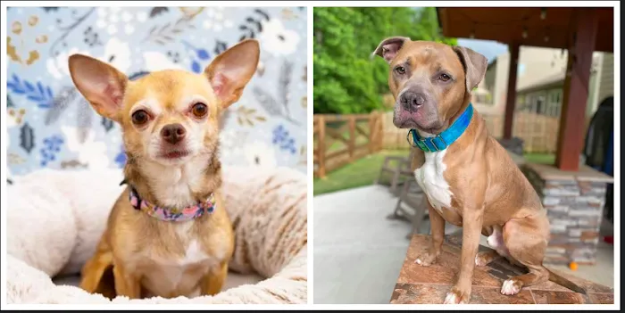 Mutt Stuff Picture 8