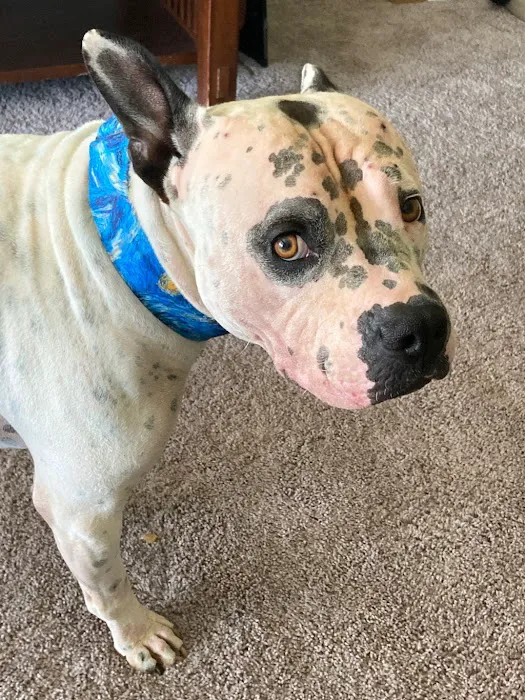 Mutt Stuff Picture 6