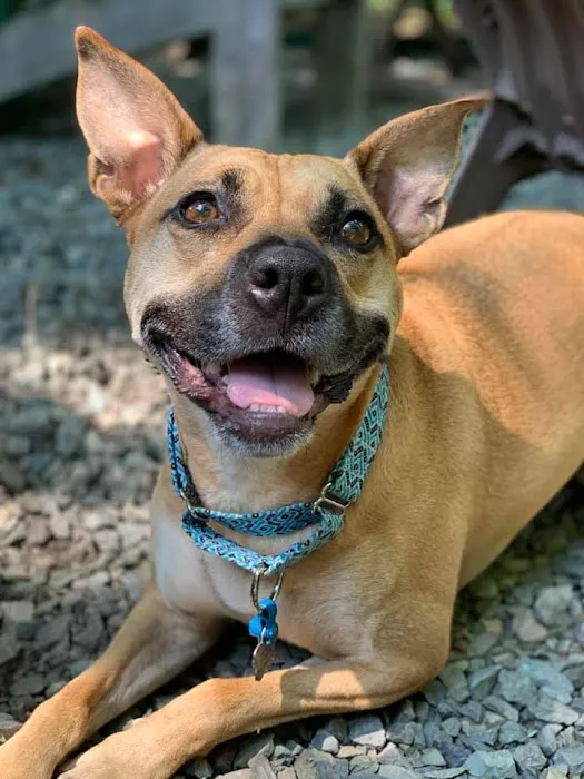 Mutt Stuff Picture 10