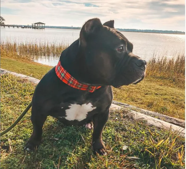 Mutt Stuff Picture 9