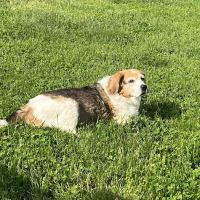 NVA Compassion-First ico