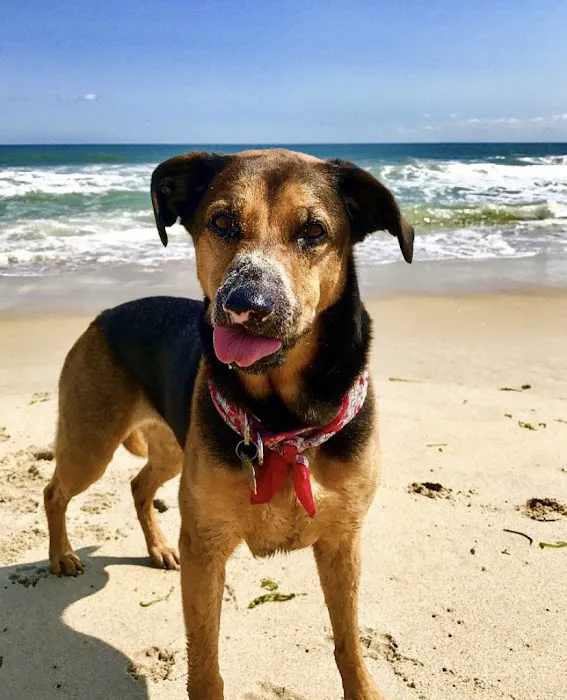 Prism Integrative Veterinary Health Picture 1