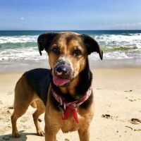 Prism Integrative Veterinary Health ico