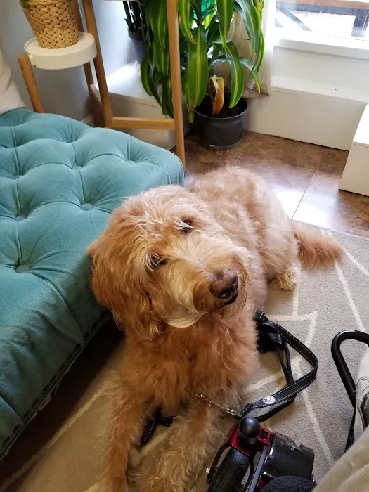 Prism Integrative Veterinary Health Picture 6