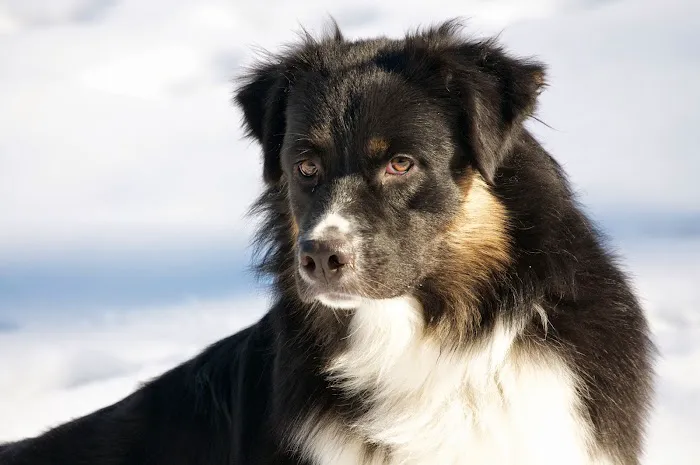 Prism Integrative Veterinary Health Picture 8