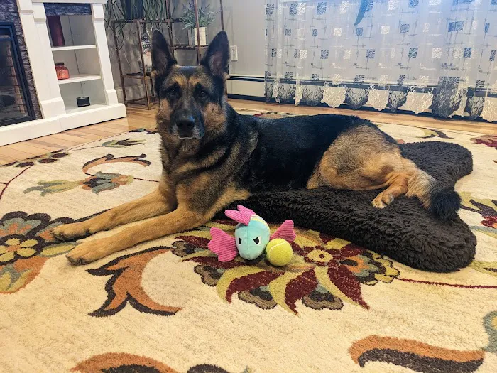 Prism Integrative Veterinary Health Picture 4