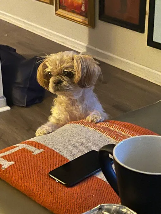 Prism Integrative Veterinary Health Picture 5