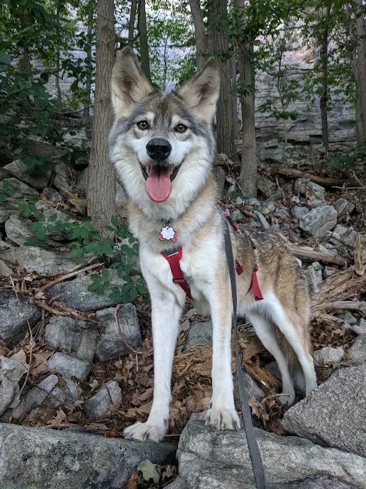 Prism Integrative Veterinary Health Picture 10