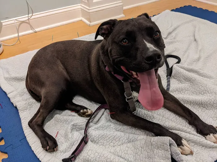 Naturopawthic Veterinary Wellness Center Picture 3