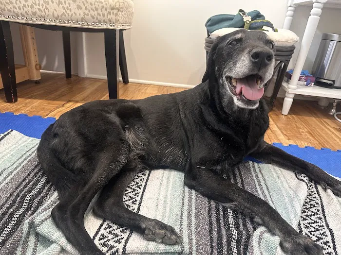 Naturopawthic Veterinary Wellness Center Picture 1