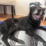 Naturopawthic Veterinary Wellness Center