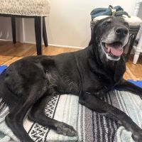 Naturopawthic Veterinary Wellness Center ico