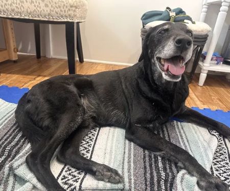 Naturopawthic Veterinary Wellness Center