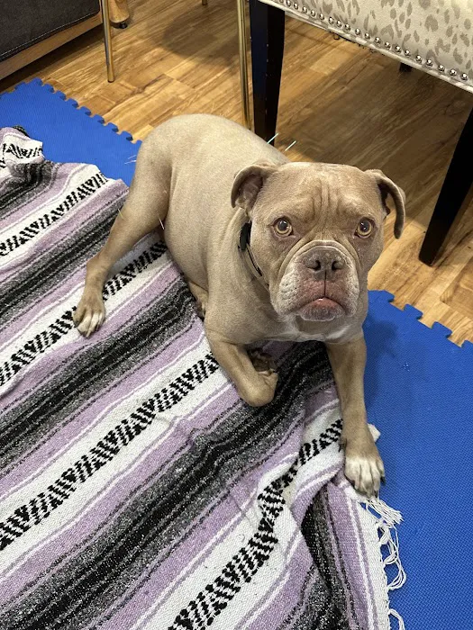 Naturopawthic Veterinary Wellness Center Picture 6