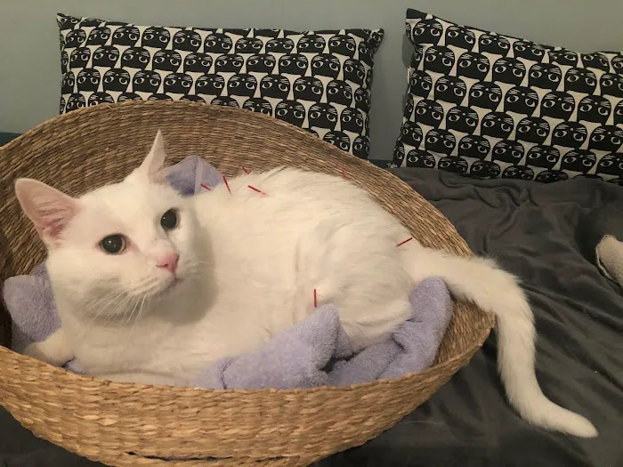 Naturopawthic Veterinary Wellness Center Picture 8