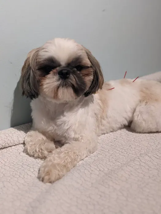 Naturopawthic Veterinary Wellness Center Picture 7