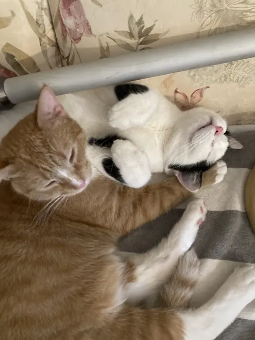 Hollywood Feed Picture 2