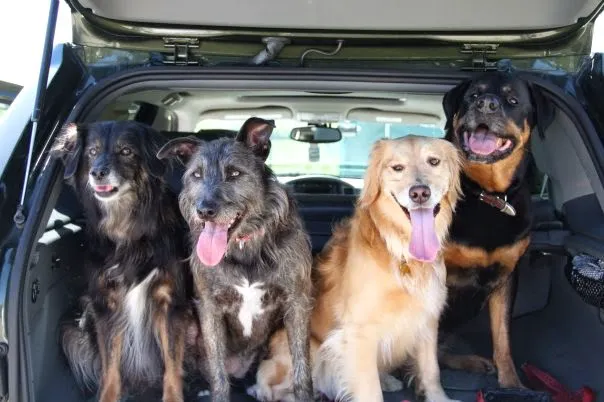 Little Silver Animal Hospital Picture 6