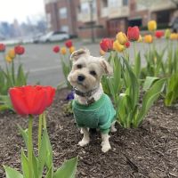 Little Silver Animal Hospital ico