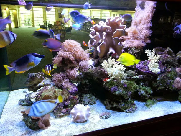 Aquatic Creations Group Inc Picture 6