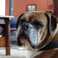 Two Rivers Animal Hospital ico