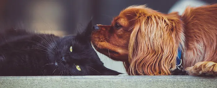 Two Rivers Animal Hospital Picture 9