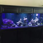 Clearwater Aquarium Services