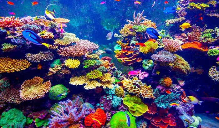 Clearwater Aquarium Services Picture 2