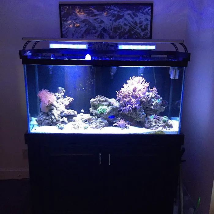 Clearwater Aquarium Services Picture 10