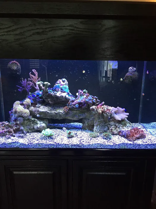 Clearwater Aquarium Services Picture 8