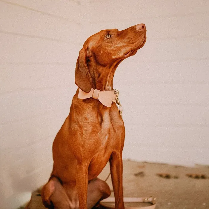 Gianni Cooling Picture 3