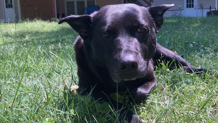 Barnside Veterinary Hospital Picture 4