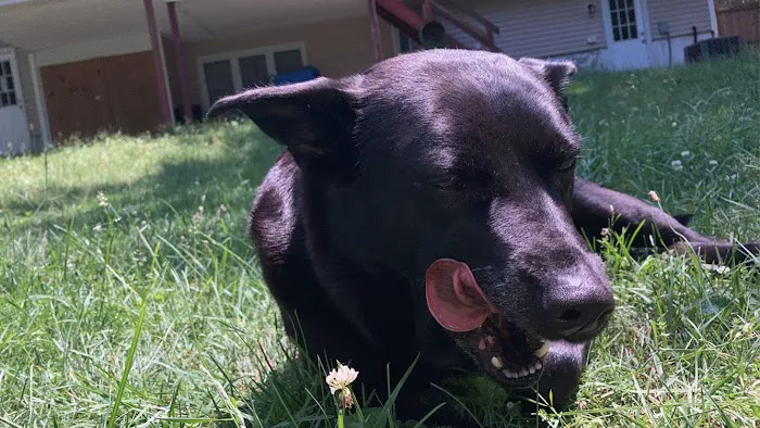 Barnside Veterinary Hospital Picture 8