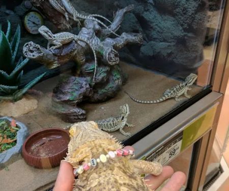 Petco